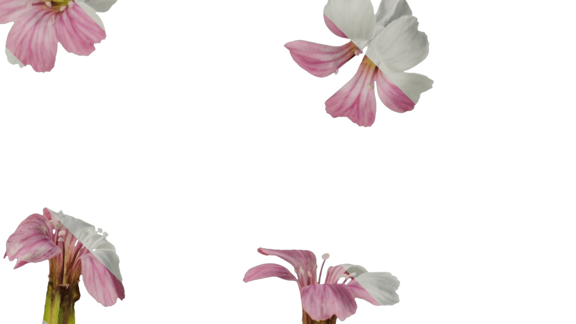 Anydrafts Vaccaria hispanica Flower 02 Texture_2