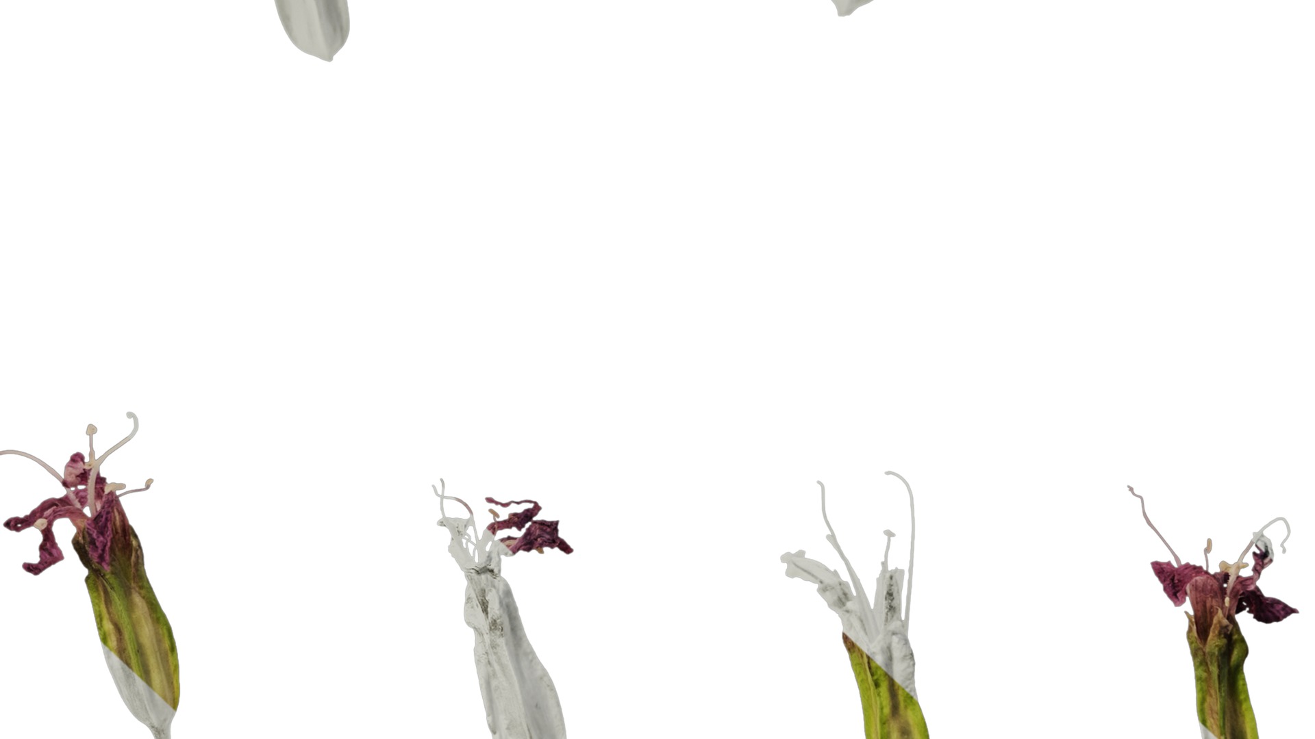 Anydrafts Vaccaria hispanica Flower 02 Texture_7