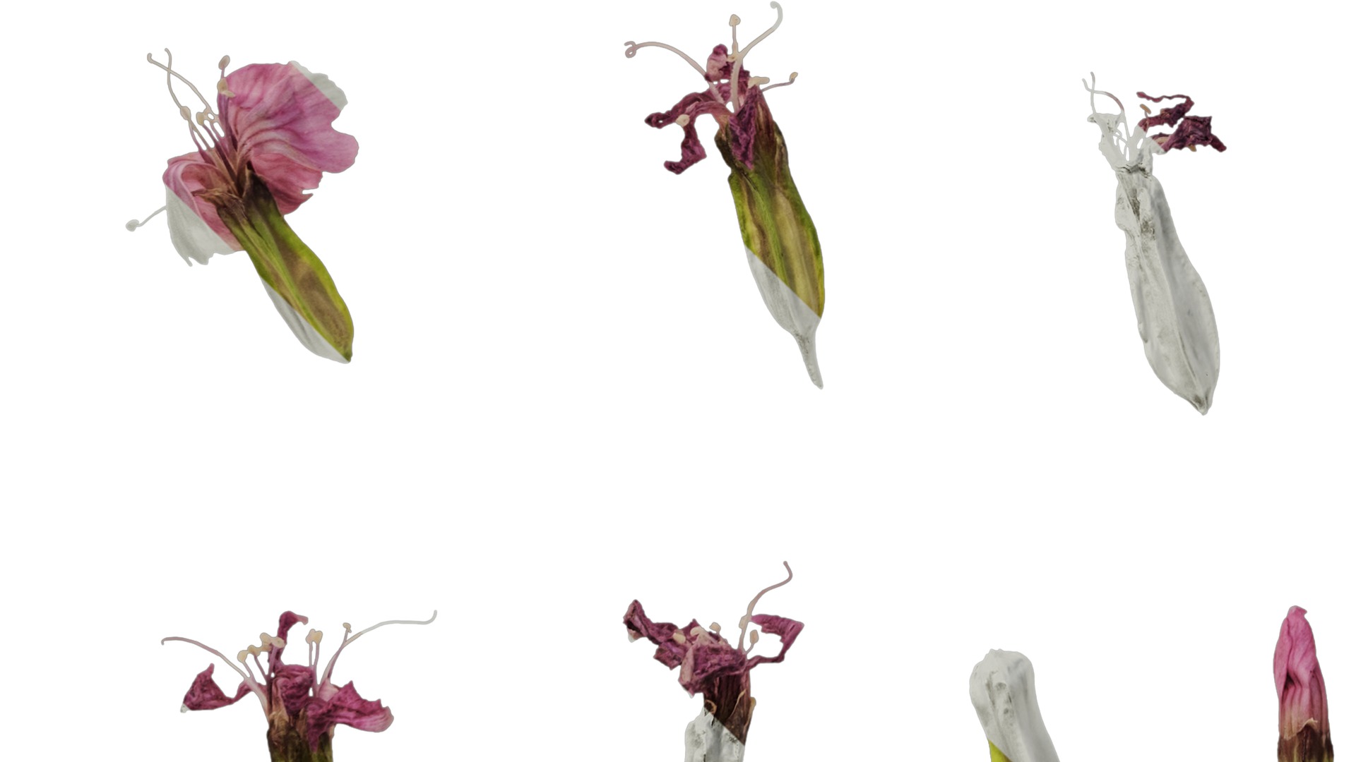 Anydrafts Vaccaria hispanica Flower 02 Texture_5