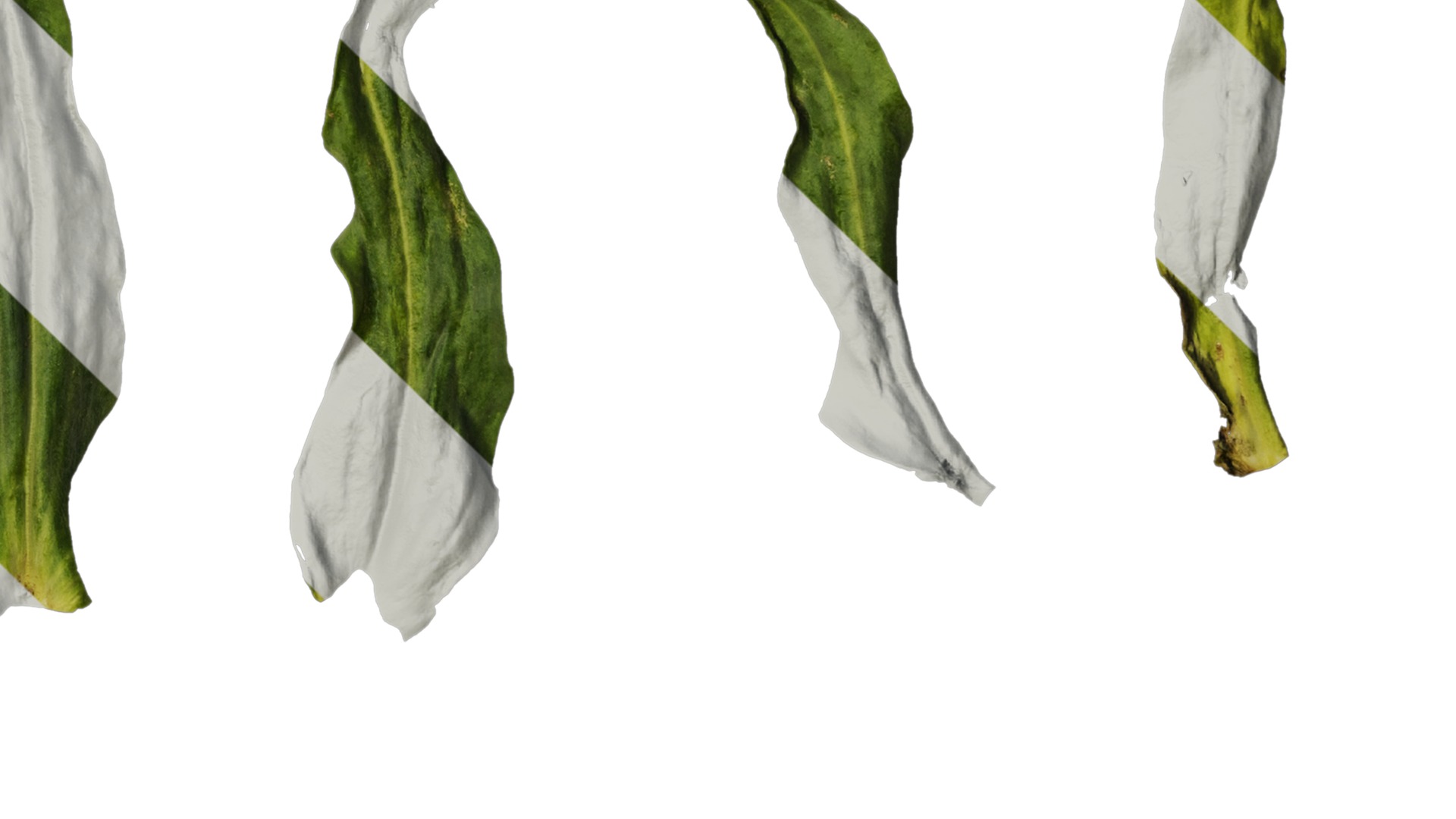 Anydrafts Vaccaria hispanica Leaf 03 Texture_4