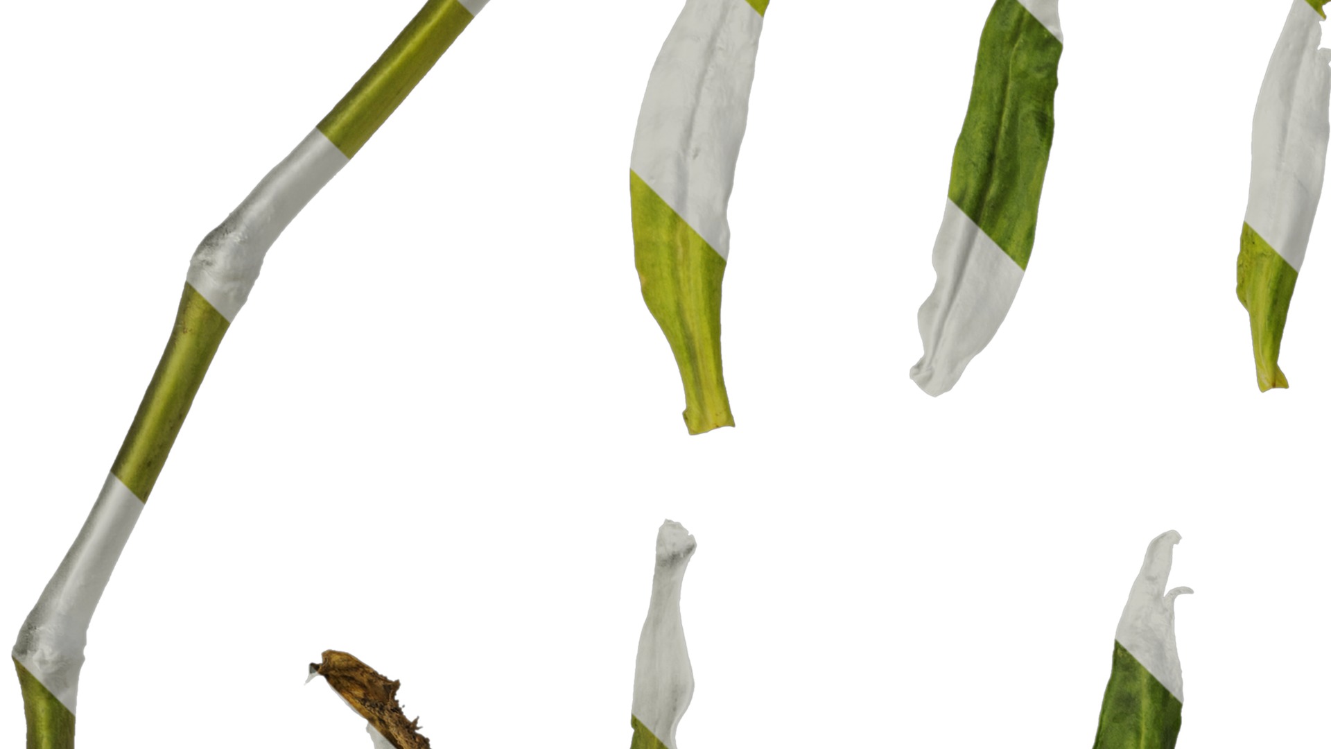 Anydrafts Vaccaria hispanica Leaf 03 Texture_1