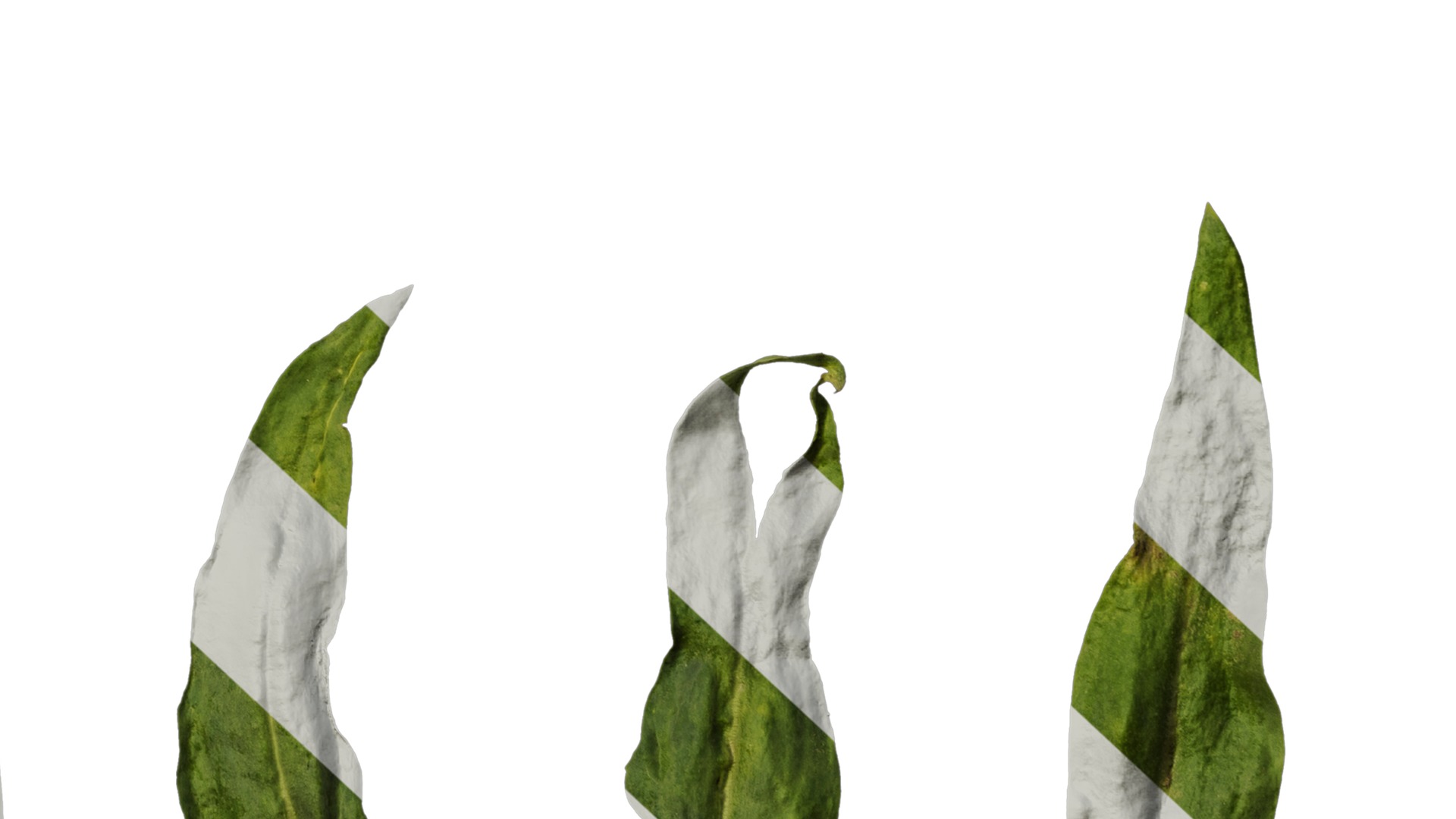 Anydrafts Vaccaria hispanica Leaf 03 Texture_6