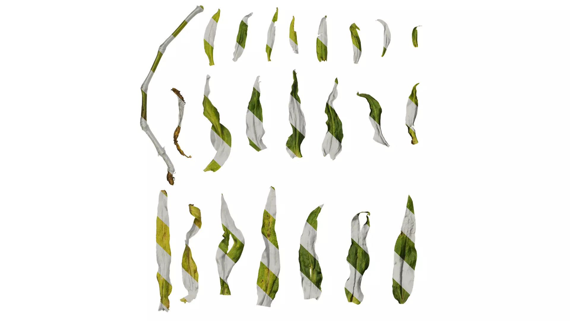 Anydrafts Vaccaria hispanica Leaf 03 Texture_0