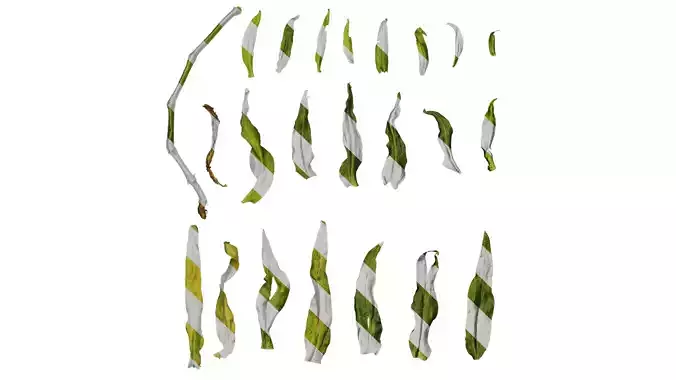 Anydrafts Vaccaria hispanica Leaf 03