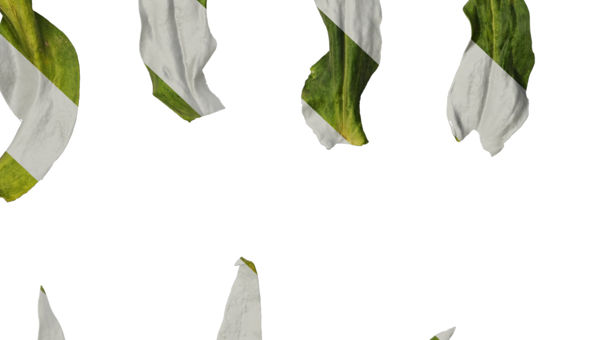 Anydrafts Vaccaria hispanica Leaf 03 Texture_7