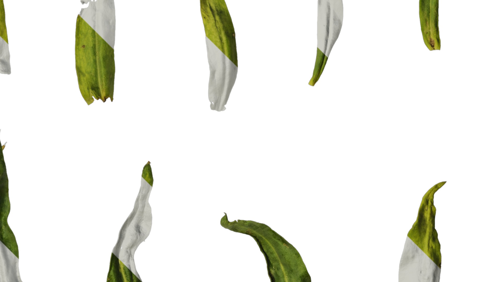 Anydrafts Vaccaria hispanica Leaf 03 Texture_2