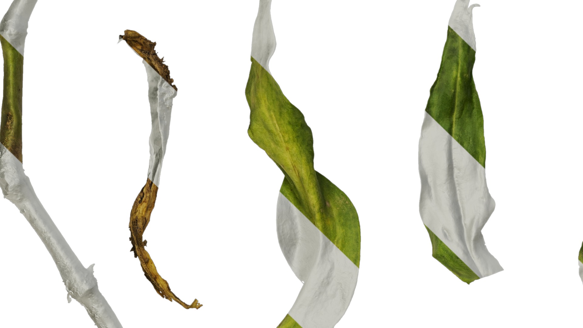 Anydrafts Vaccaria hispanica Leaf 03 Texture_3