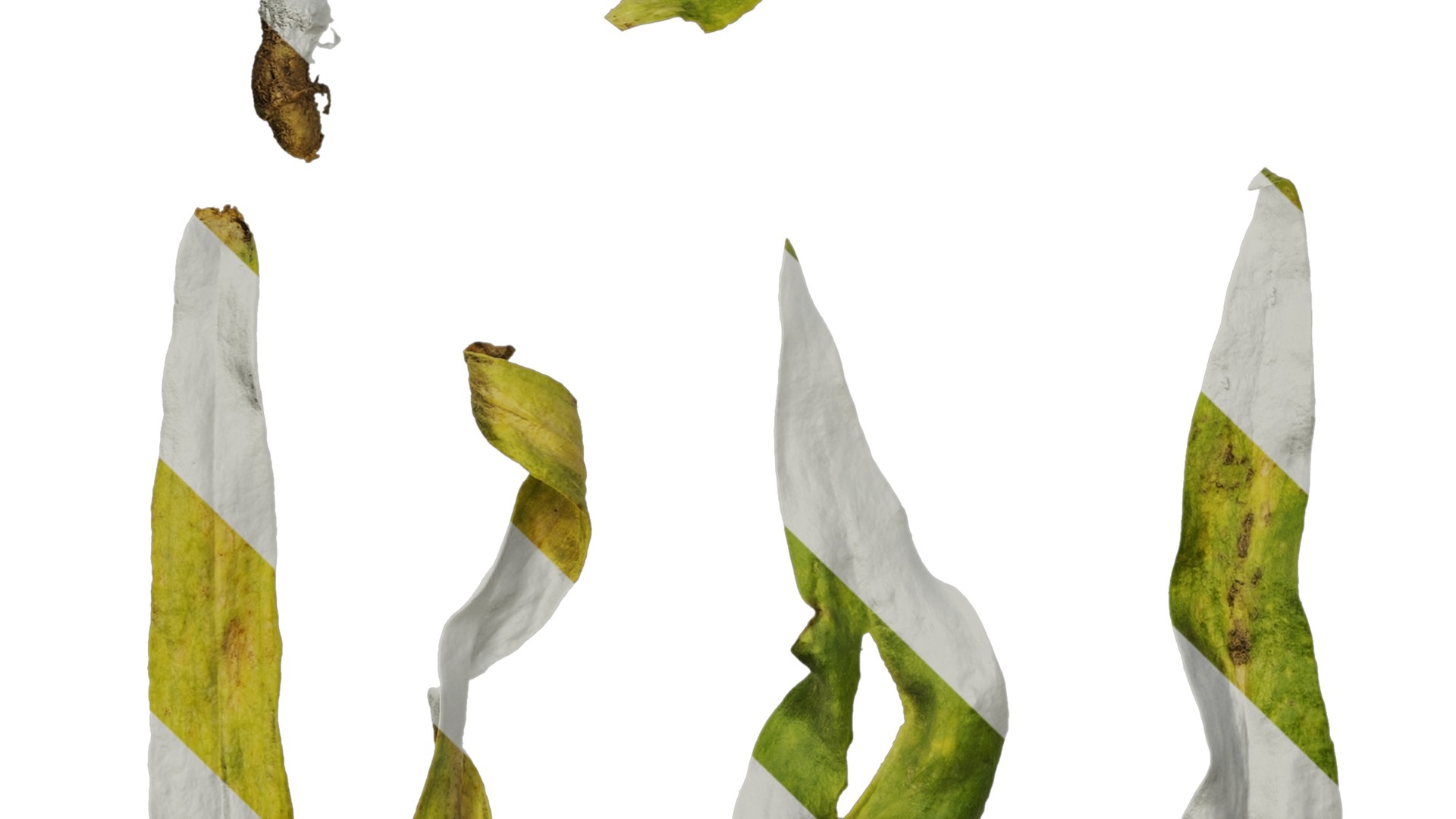 Anydrafts Vaccaria hispanica Leaf 03 Texture_5