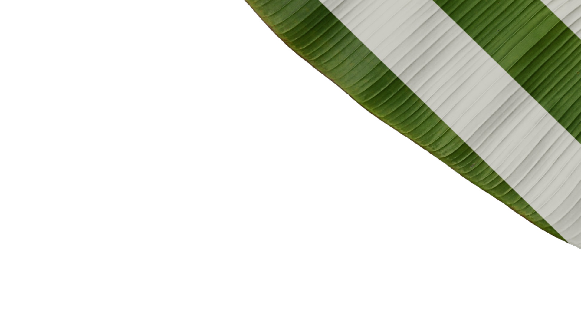 Anydrafts Musa basjoo Leaf 09 Texture_5