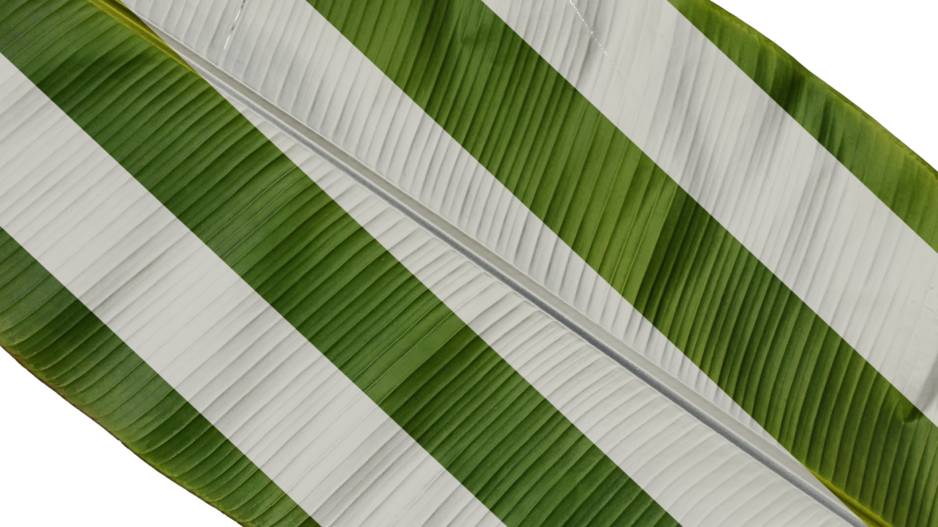 Anydrafts Musa basjoo Leaf 09 Texture_7