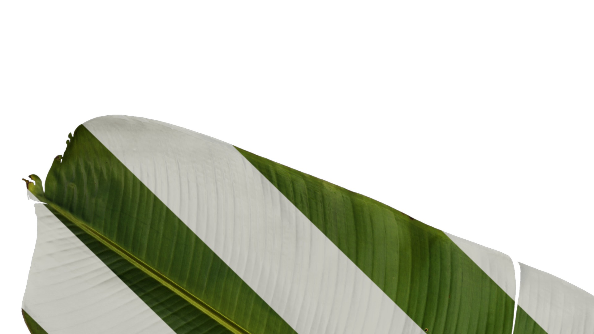 Anydrafts Musa basjoo Leaf 09 Texture_1