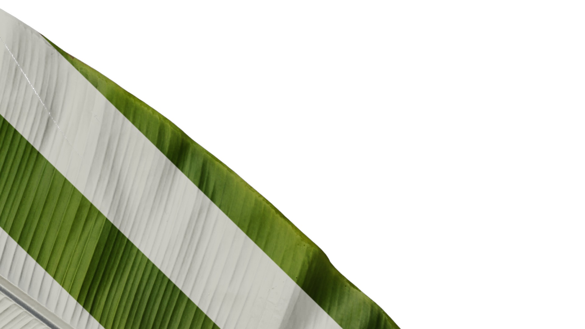 Anydrafts Musa basjoo Leaf 09 Texture_4