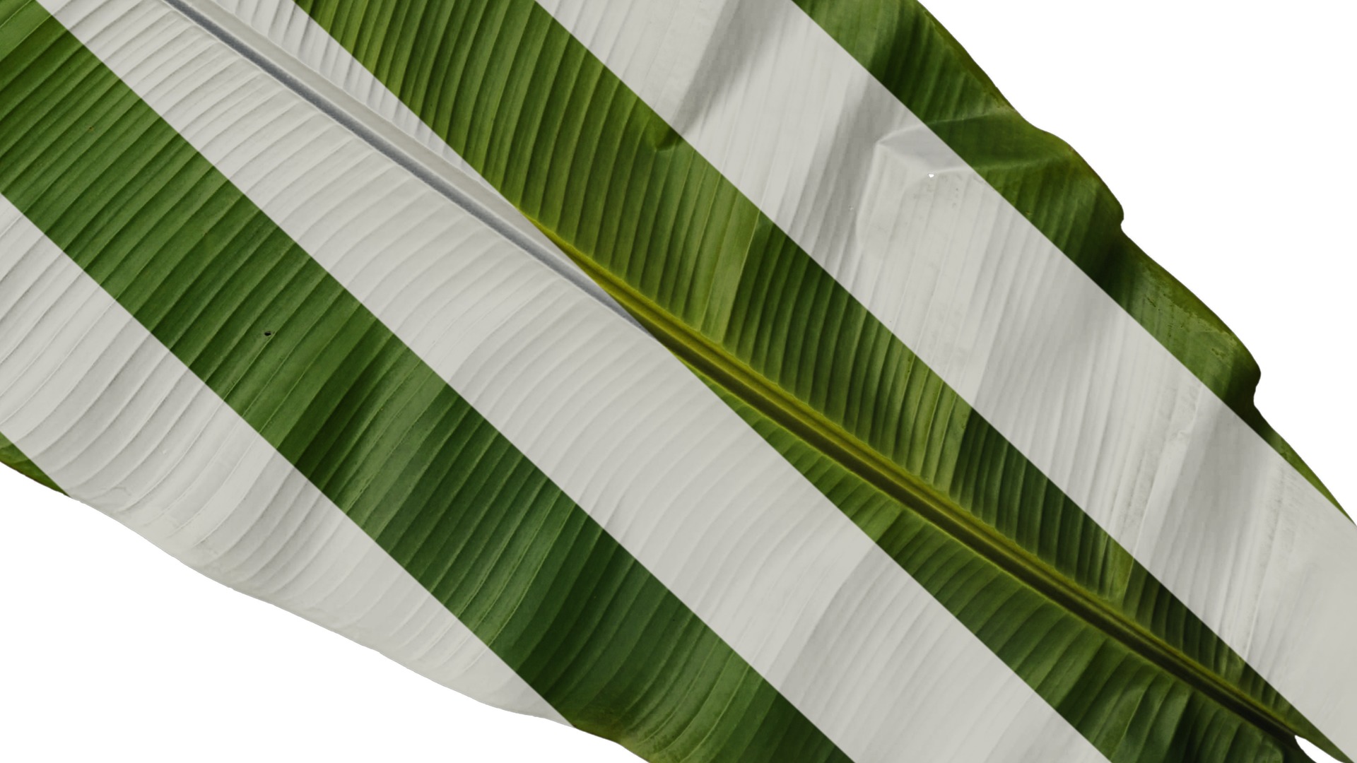 Anydrafts Musa basjoo Leaf 09 Texture_6