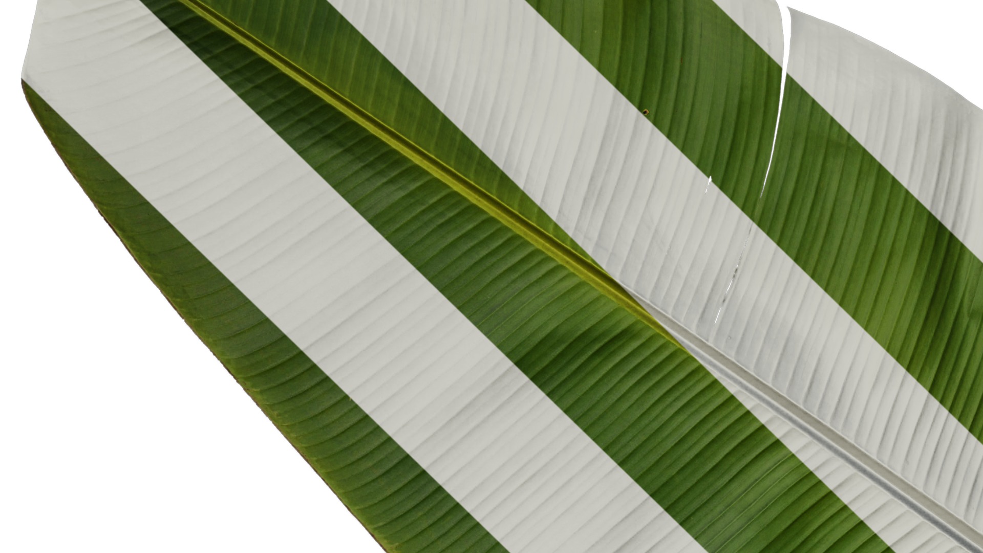 Anydrafts Musa basjoo Leaf 09 Texture_3