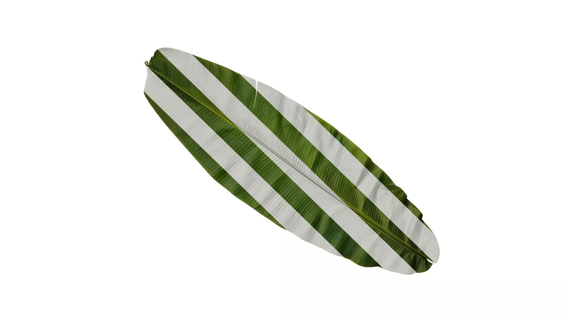 Anydrafts Musa basjoo Leaf 09 Texture_0