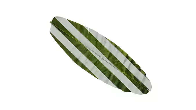 Anydrafts Musa basjoo Leaf 09