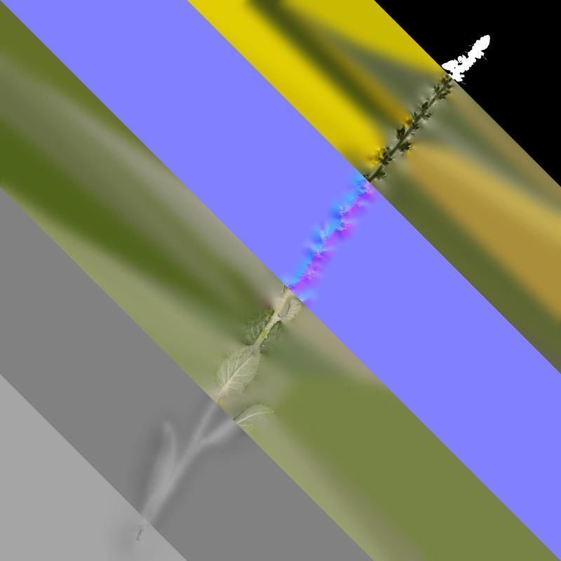 Anydrafts Verbascum chaixii Atlas 01 Texture_8