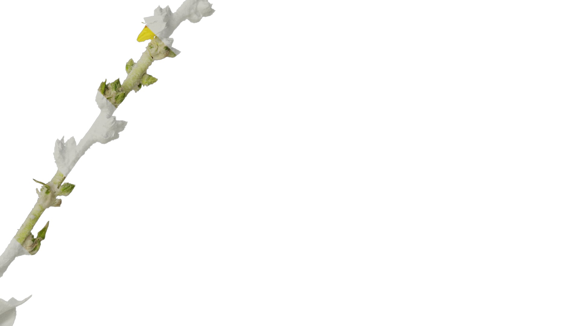 Anydrafts Verbascum chaixii Atlas 01 Texture_4