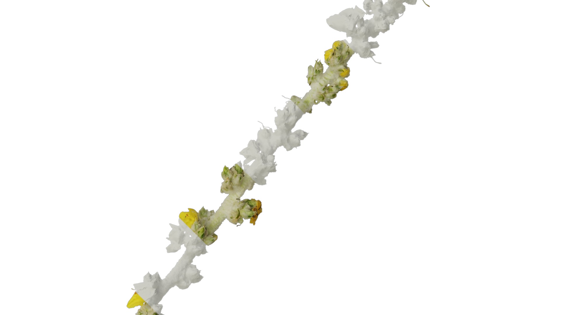 Anydrafts Verbascum chaixii Atlas 01 Texture_2