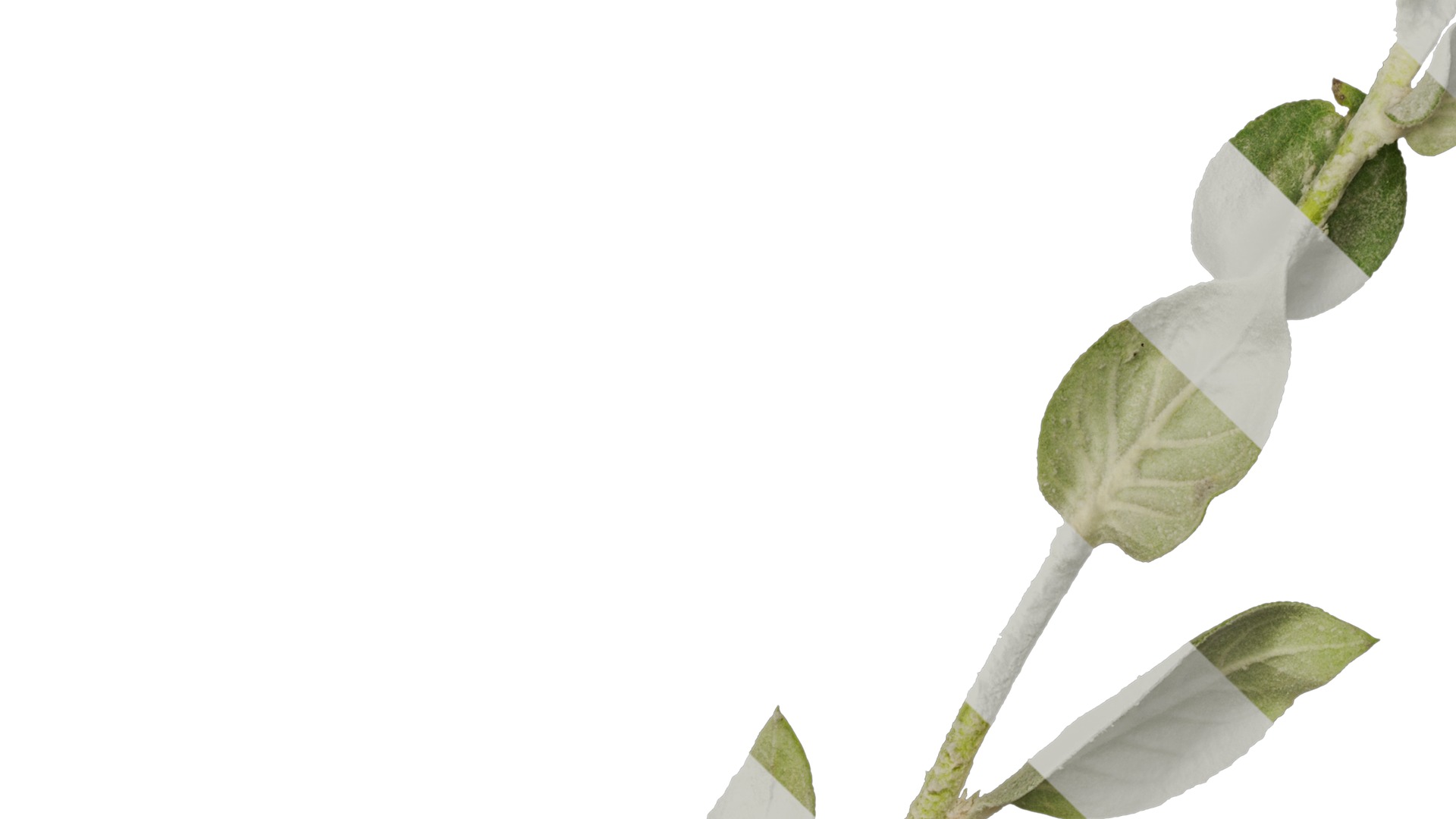 Anydrafts Verbascum chaixii Atlas 01 Texture_5