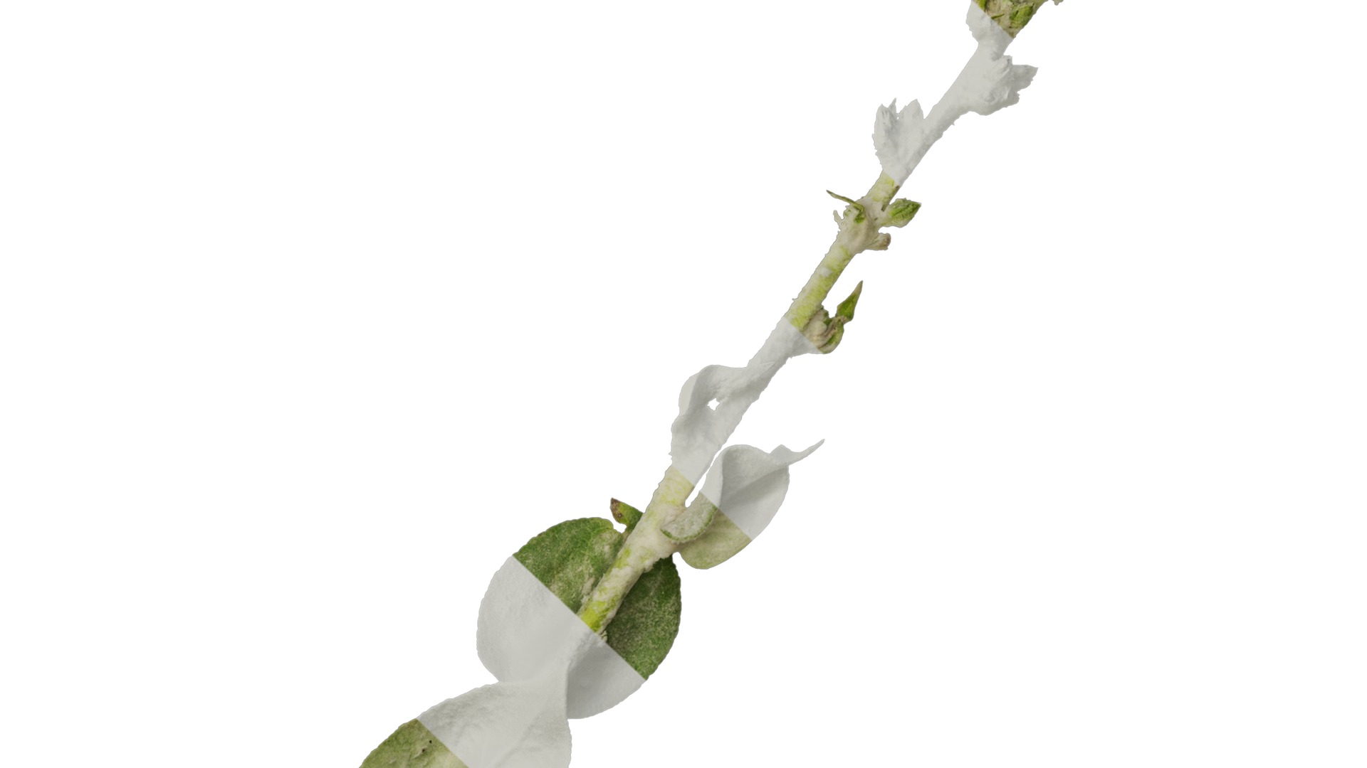 Anydrafts Verbascum chaixii Atlas 01 Texture_7