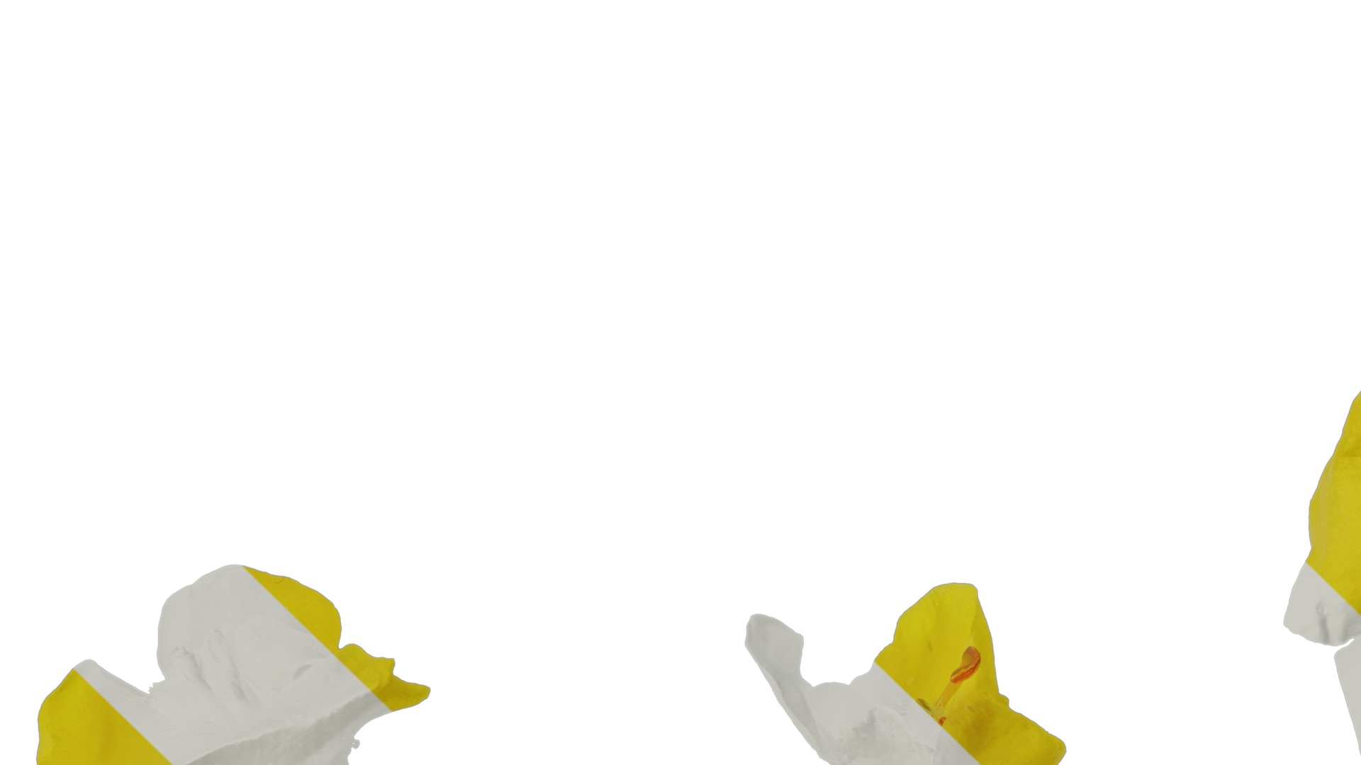 Anydrafts Verbascum chaixii Flower 01 Texture_3