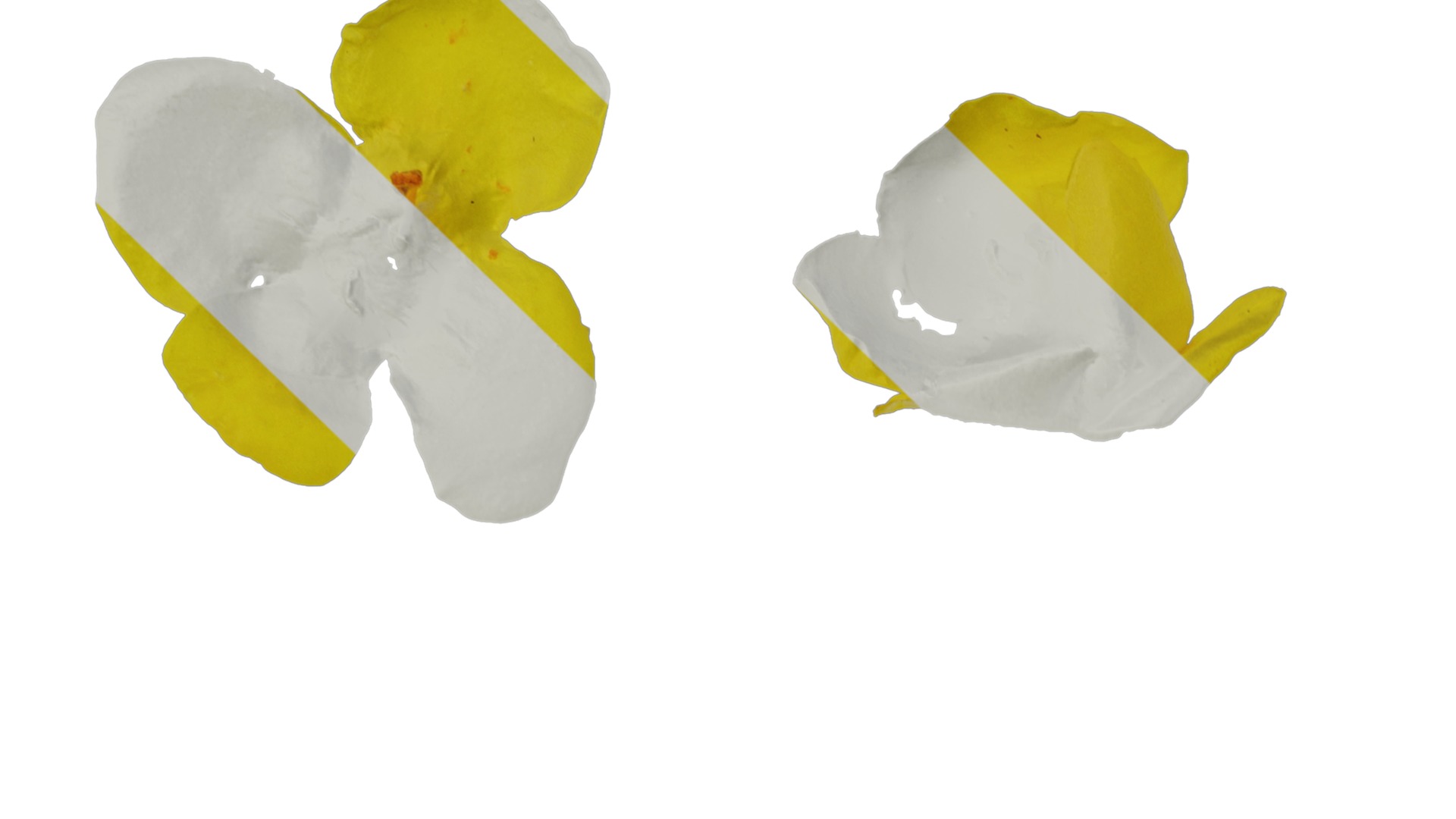 Anydrafts Verbascum chaixii Flower 01 Texture_1