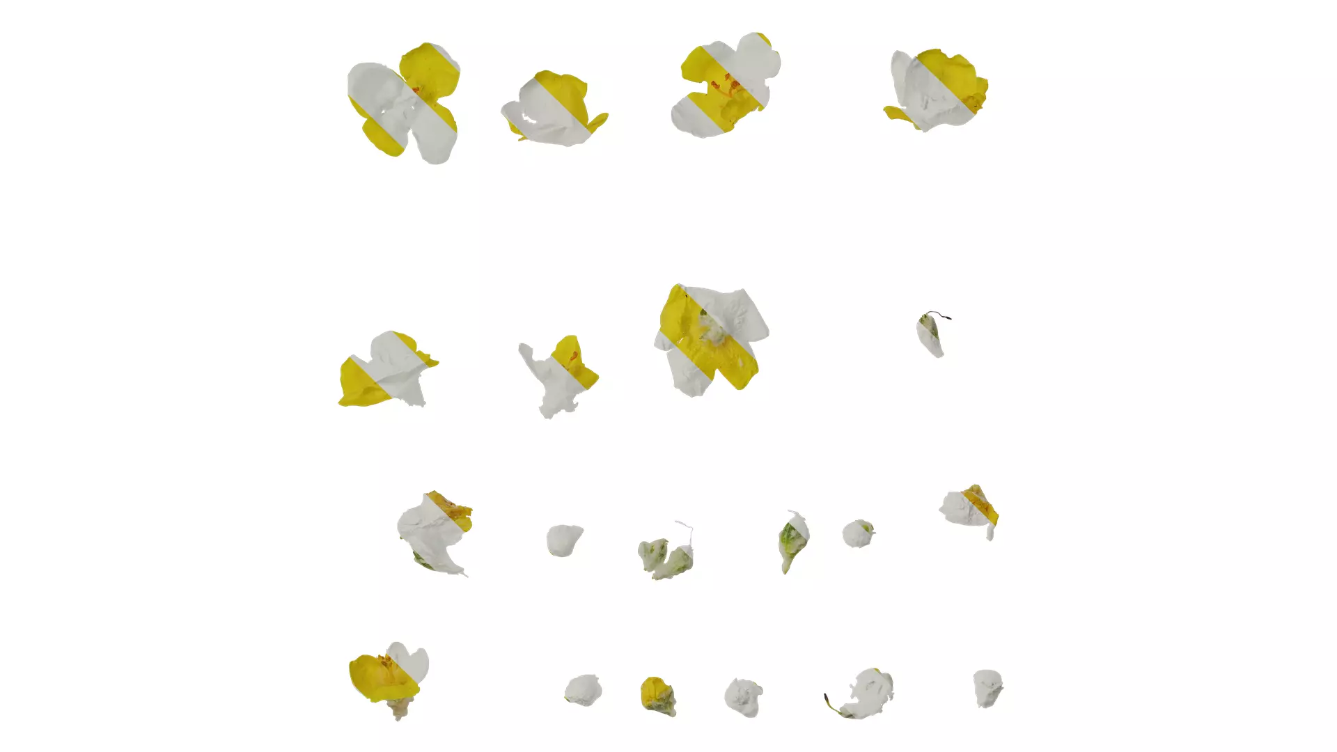 Anydrafts Verbascum chaixii Flower 01 Texture_0