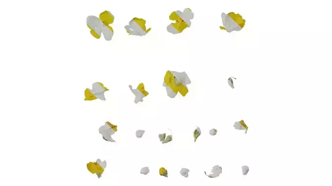 Anydrafts Verbascum chaixii Flower 01