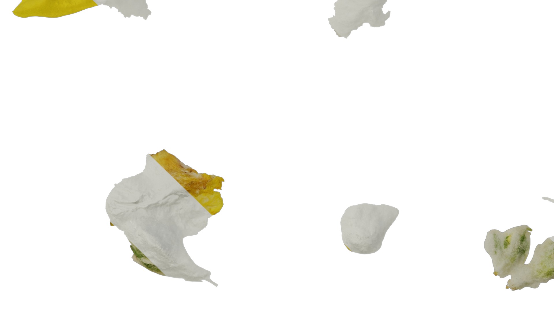 Anydrafts Verbascum chaixii Flower 01 Texture_5