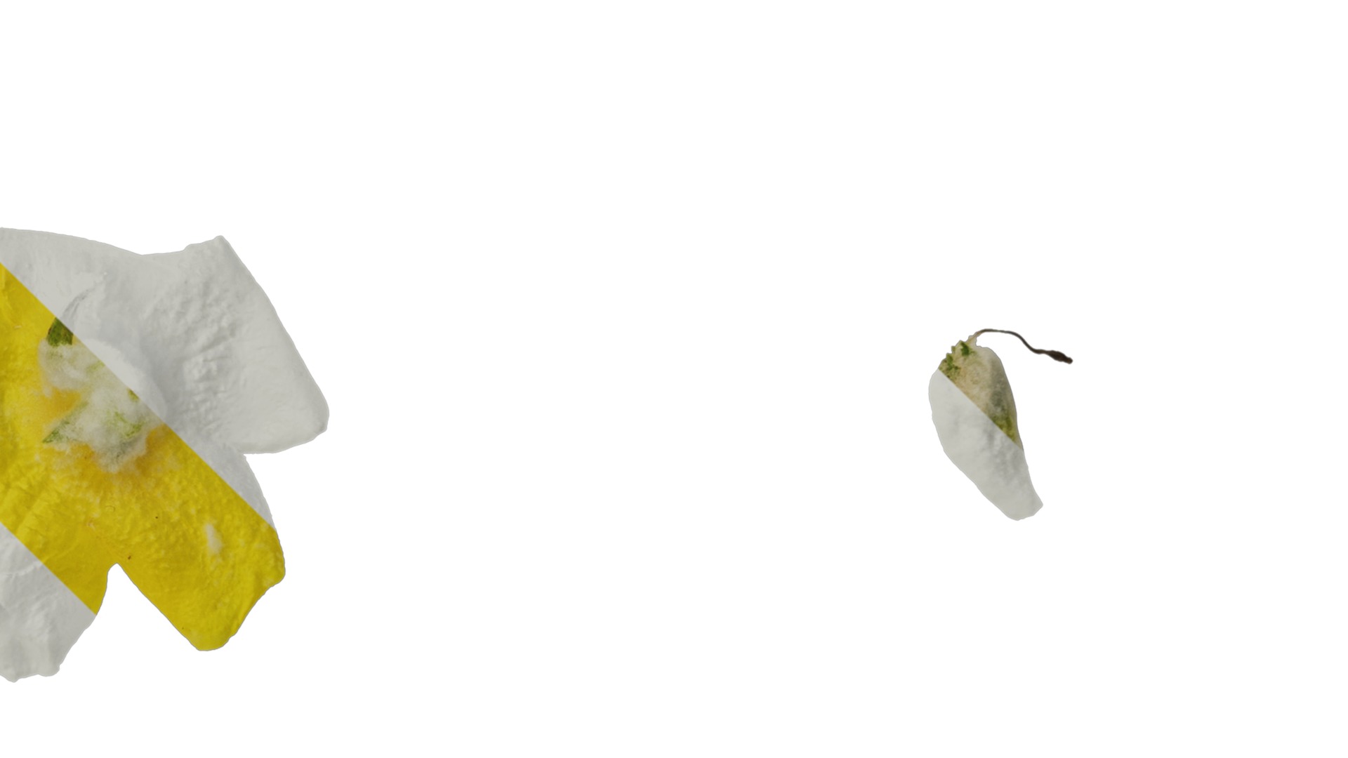 Anydrafts Verbascum chaixii Flower 01 Texture_4