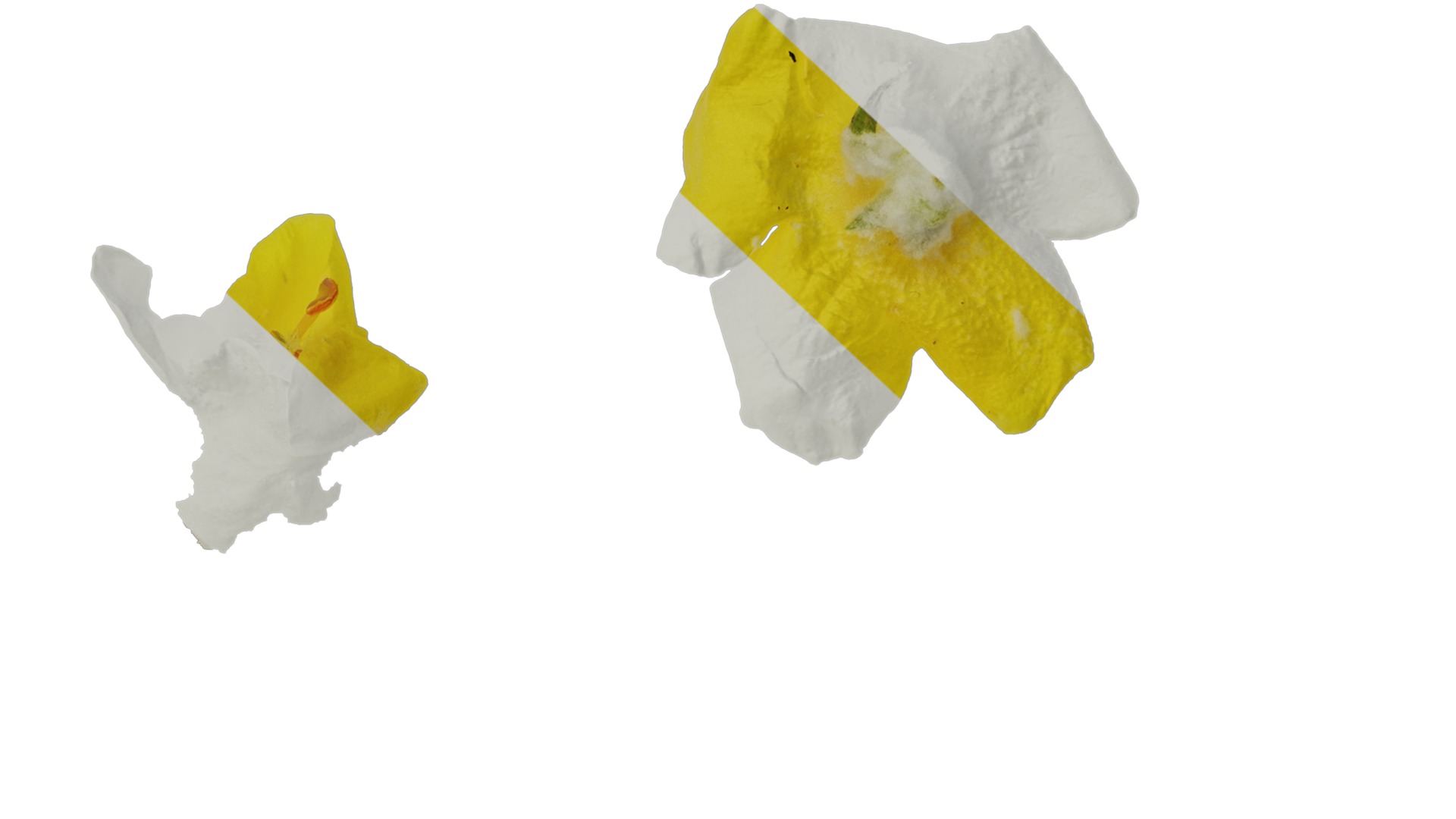 Anydrafts Verbascum chaixii Flower 01 Texture_7