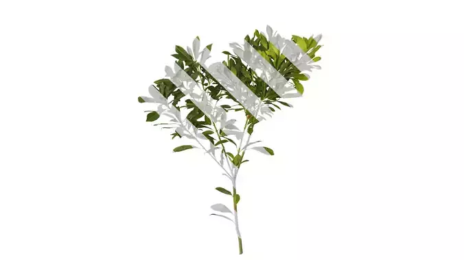 Anydrafts Myrica rubra Atlas 04