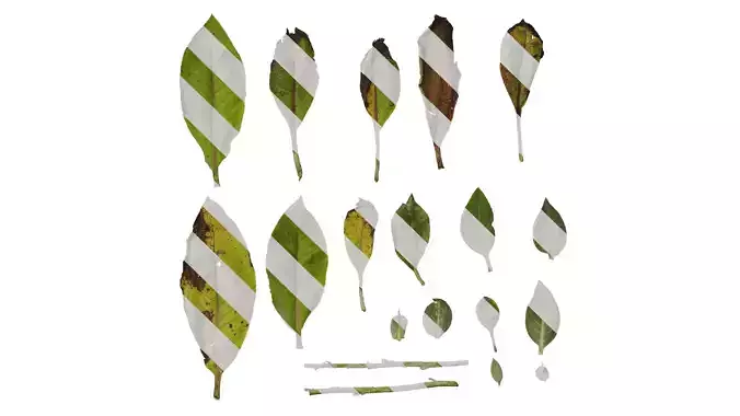 Anydrafts Verbascum chaixii Leaf 02