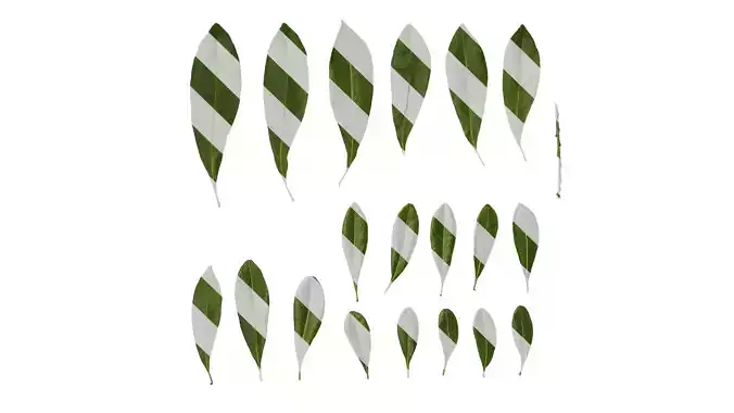 Anydrafts Myrica rubra Leaf 02