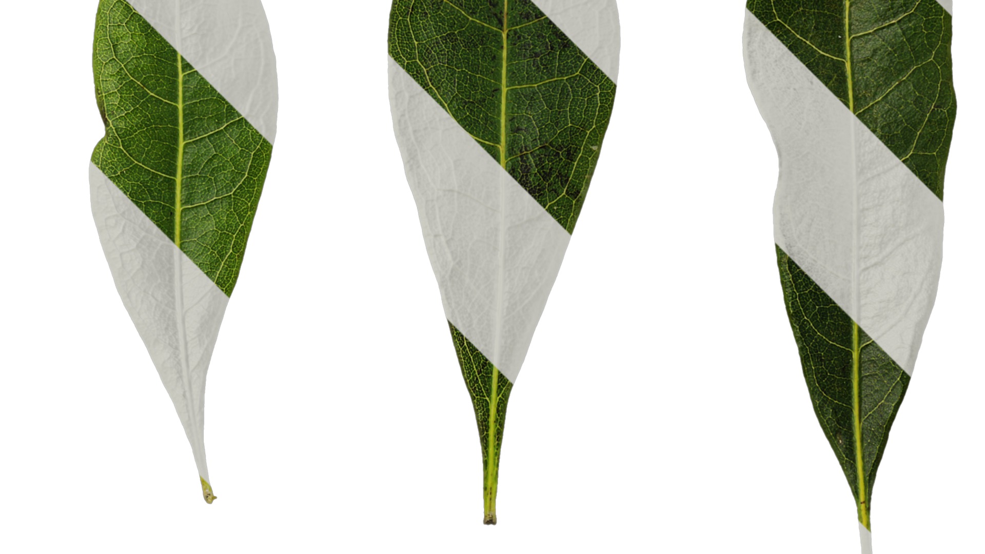 Anydrafts Myrica rubra Leaf 03 Texture_2