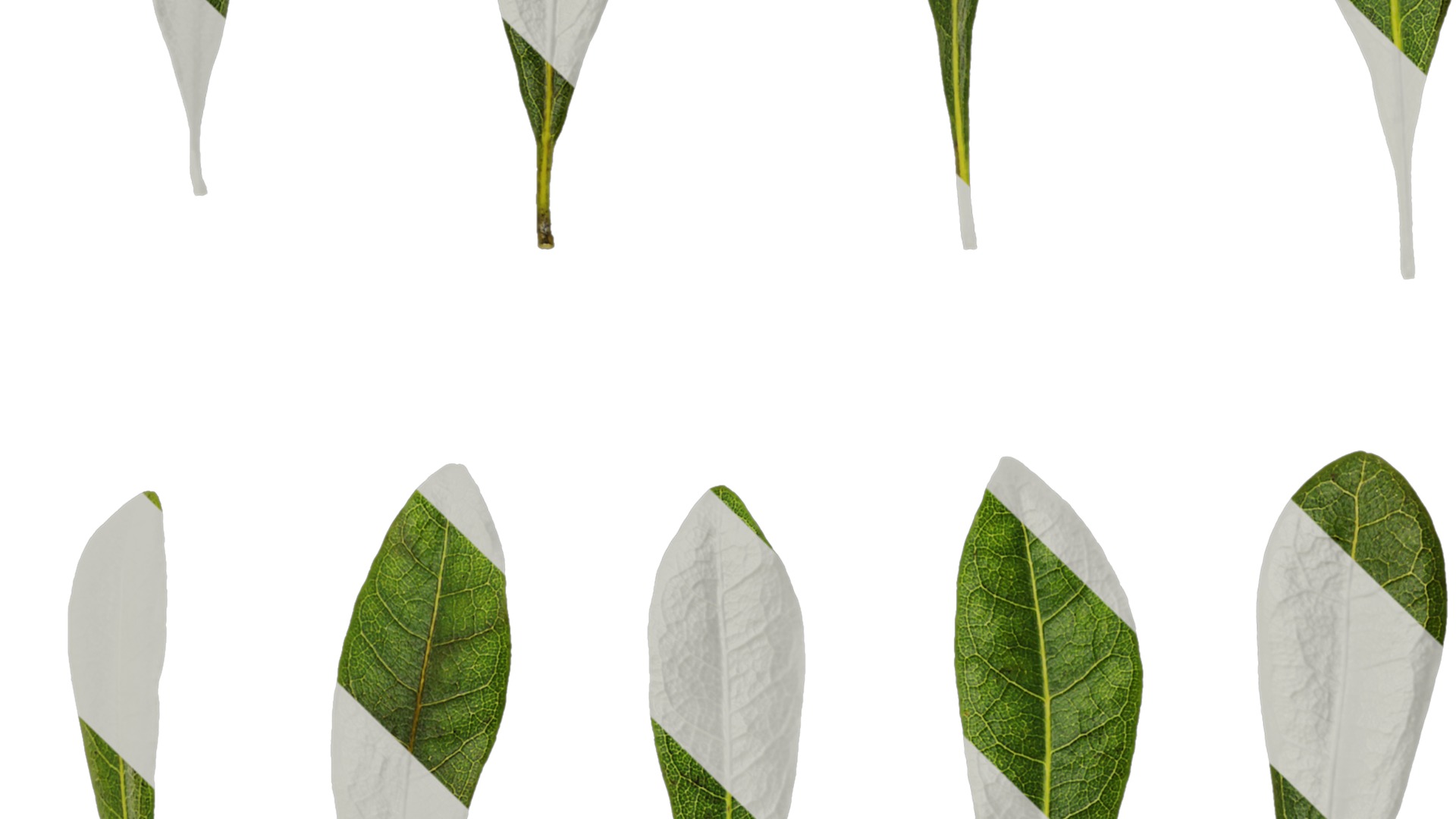 Anydrafts Myrica rubra Leaf 03 Texture_3