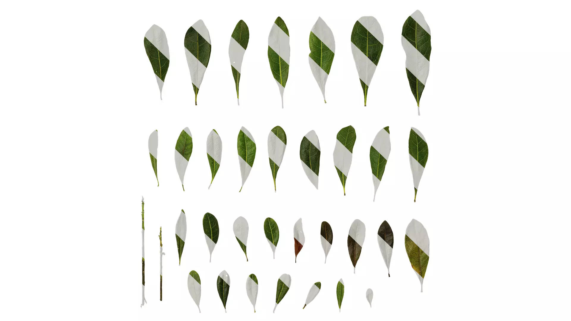 Anydrafts Myrica rubra Leaf 03 Texture_0