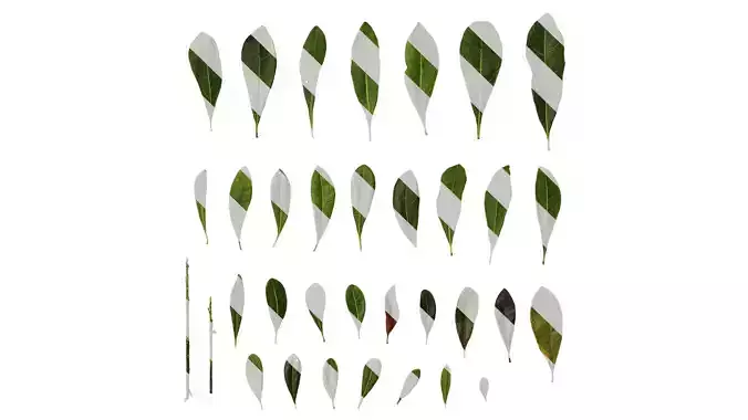 Anydrafts Myrica rubra Leaf 03