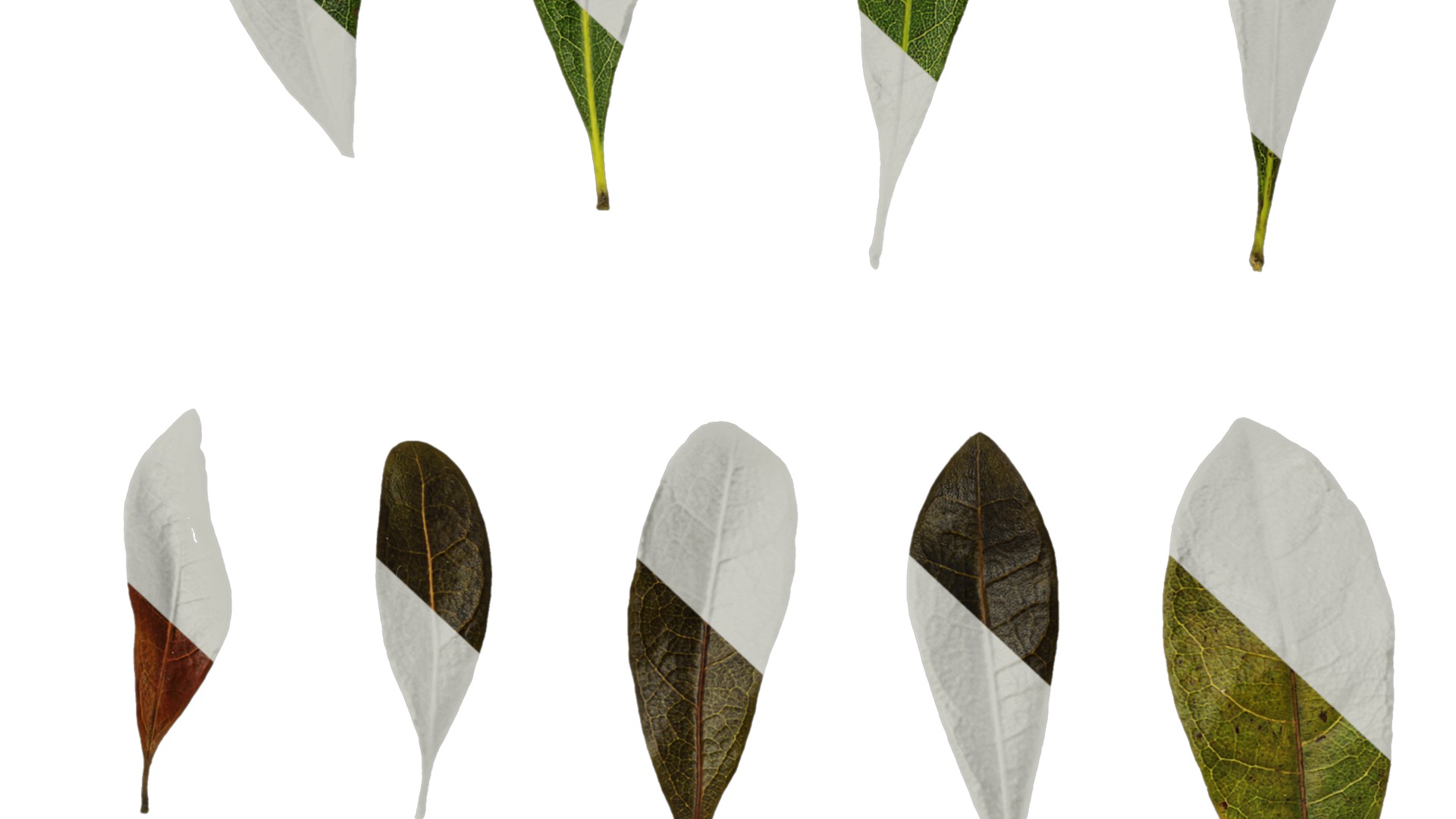 Anydrafts Myrica rubra Leaf 03 Texture_6