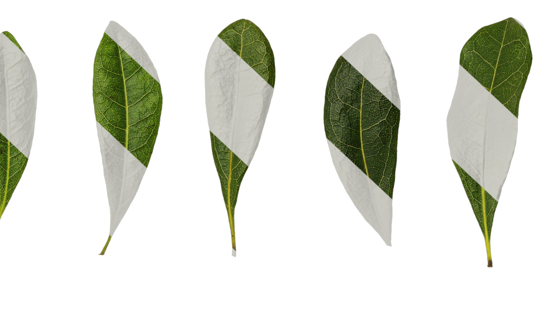 Anydrafts Myrica rubra Leaf 03 Texture_7