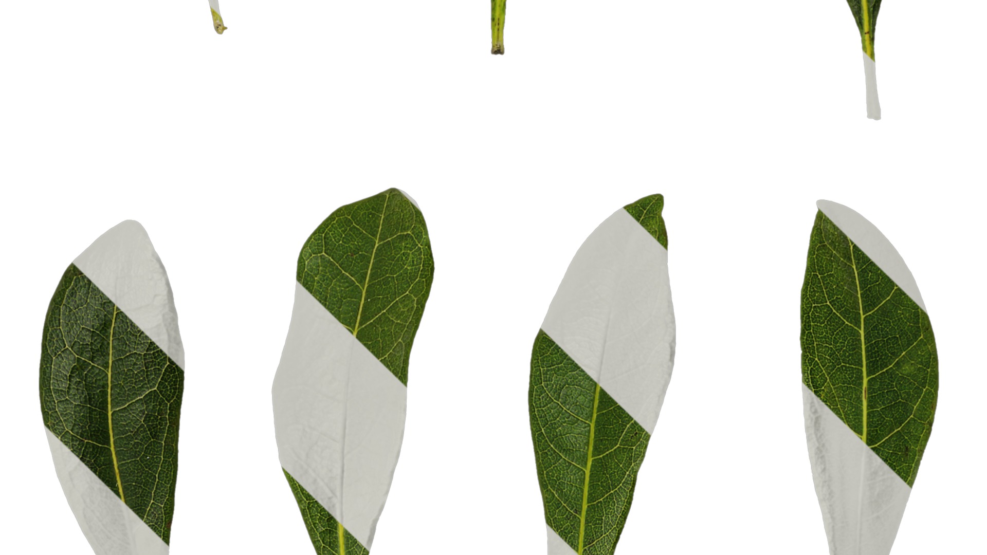 Anydrafts Myrica rubra Leaf 03 Texture_4