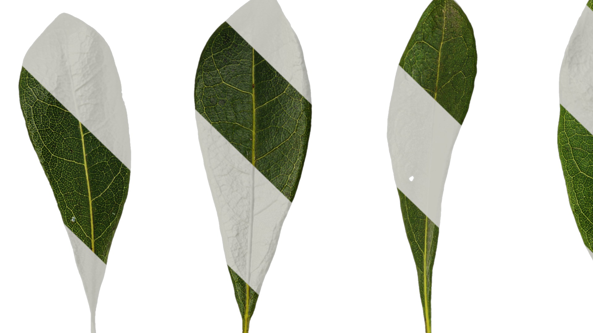 Anydrafts Myrica rubra Leaf 03 Texture_1