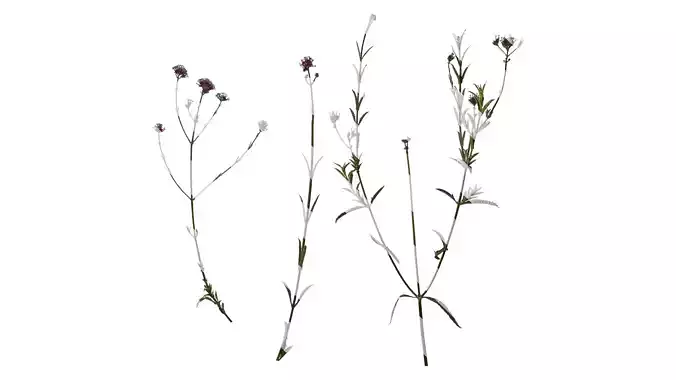Anydrafts Verbena bonariensis Atlas 04