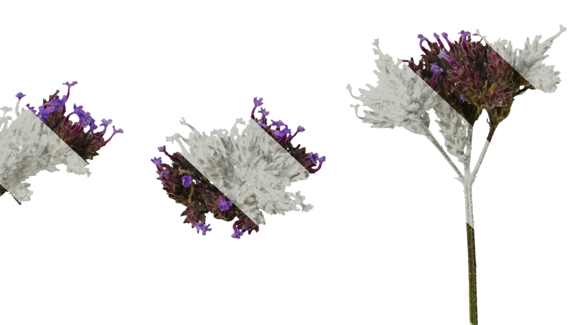 Anydrafts Verbena bonariensis Flower 02 Texture_6