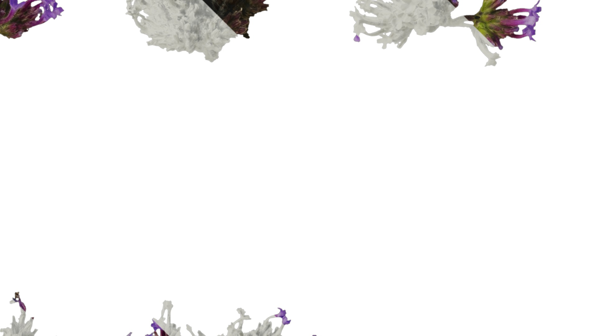 Anydrafts Verbena bonariensis Flower 02 Texture_2