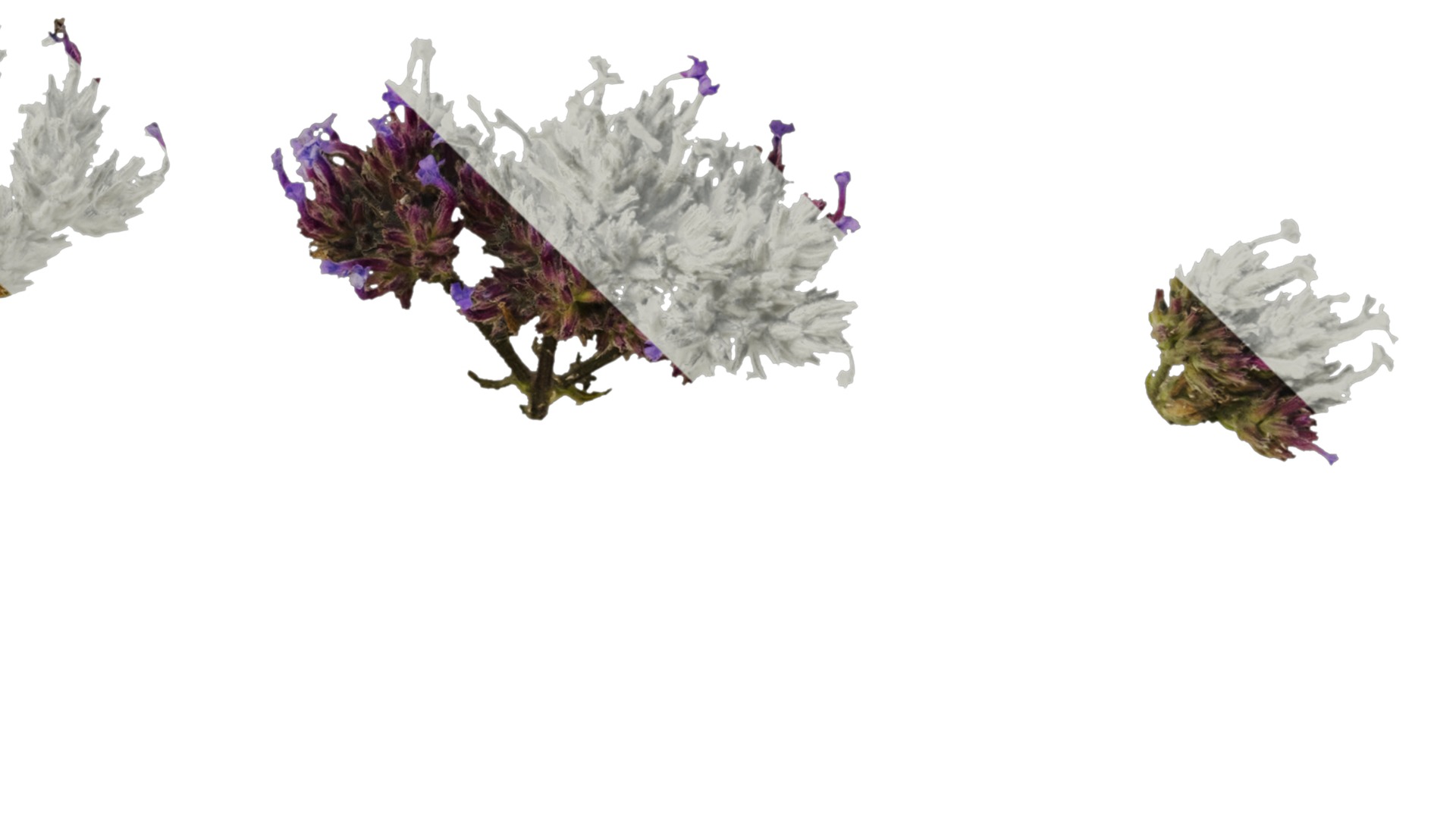 Anydrafts Verbena bonariensis Flower 02 Texture_4