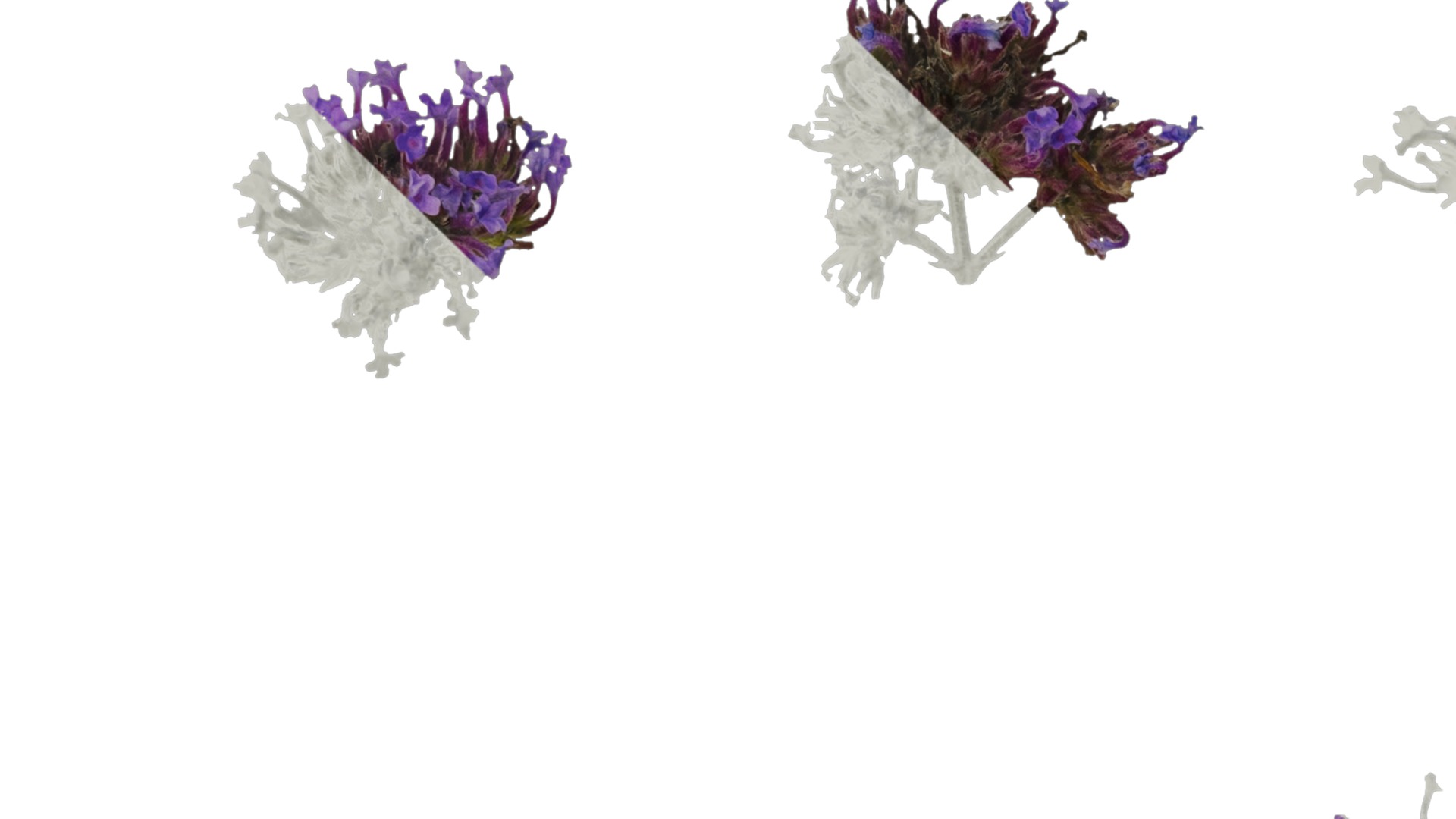 Anydrafts Verbena bonariensis Flower 02 Texture_1