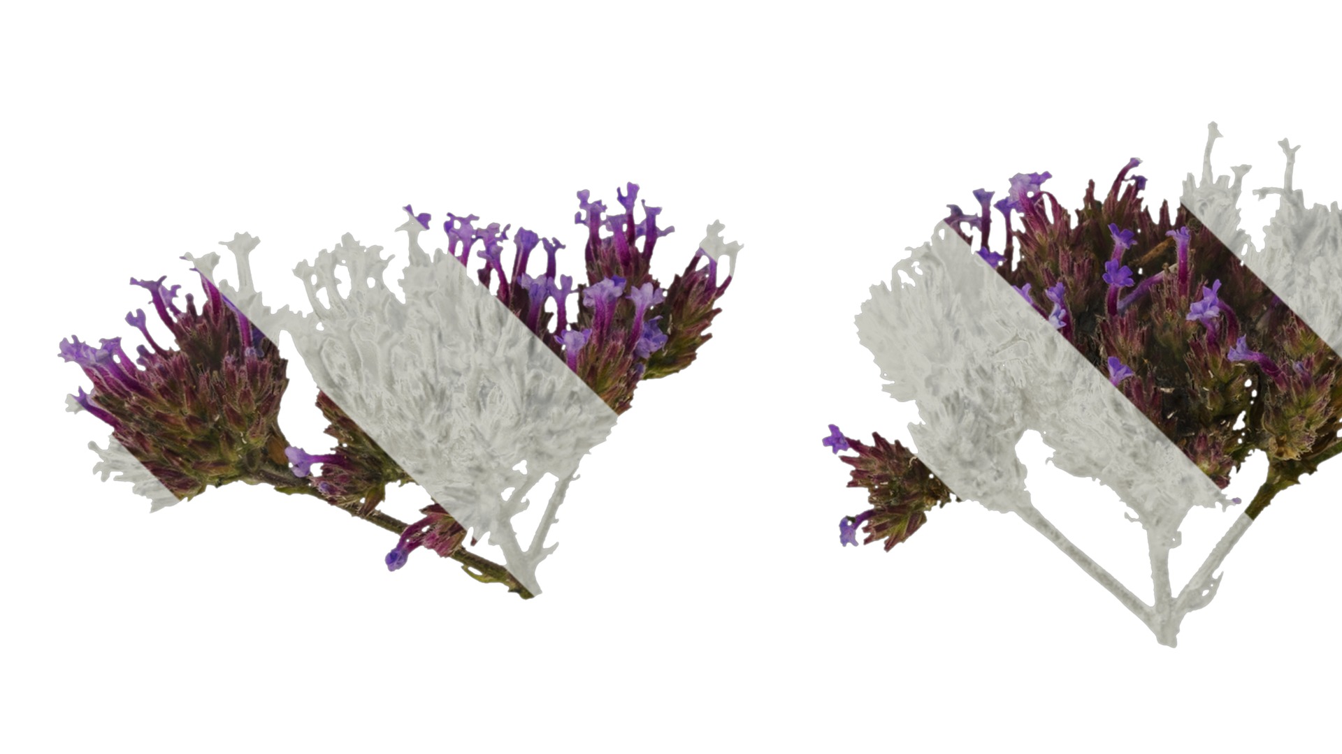 Anydrafts Verbena bonariensis Flower 02 Texture_3