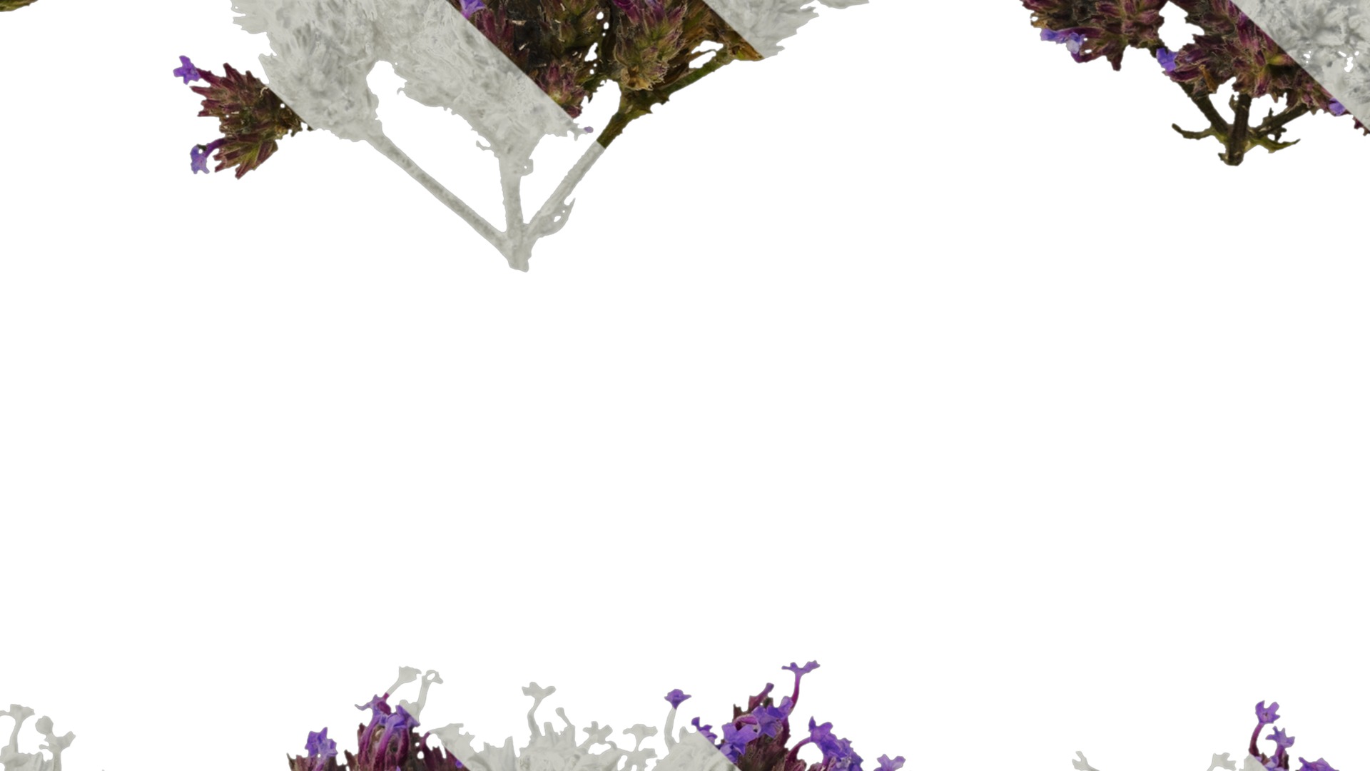 Anydrafts Verbena bonariensis Flower 02 Texture_7